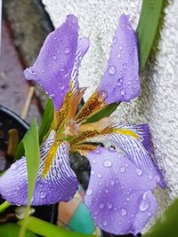 Close-up of wet flower