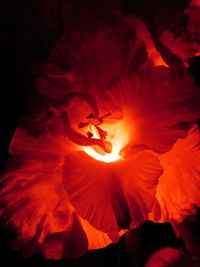 Close-up of red rose flower