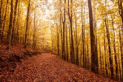 Pine trees in forest during autumn