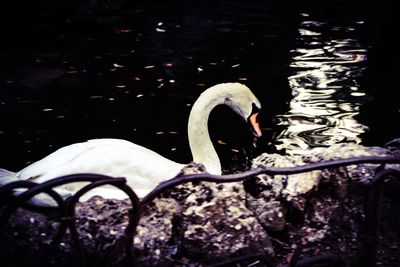 Close-up of swan swimming on lake
