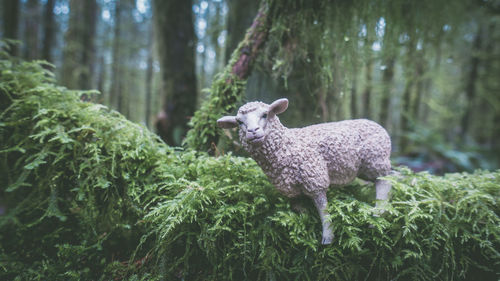 Sheep on tree trunk in forest