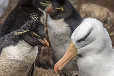 Close-up of birds eating