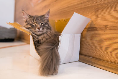 Cat sleeping in box, selective focus