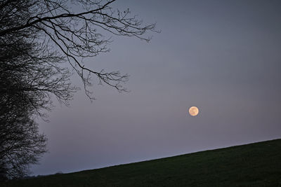 Low angle view of tree against sky at night