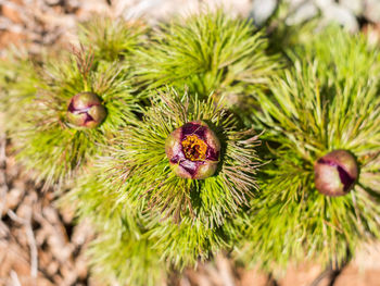 Close-up of thistle flowers
