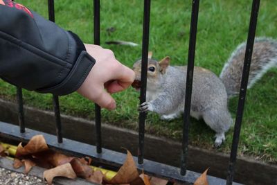 Squirrel smelling hand