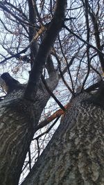 Low angle view of bare trees