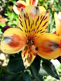 Close-up of yellow flowering plant