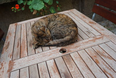 High angle view of cat sleeping on wooden table