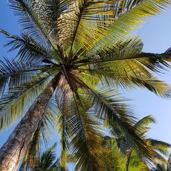 Low angle view of palm tree against sky