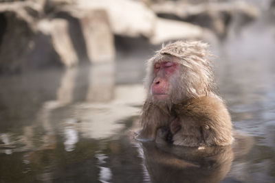 Close-up of japanese macaque in lake