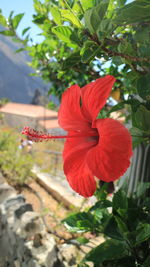 Close-up of red flower