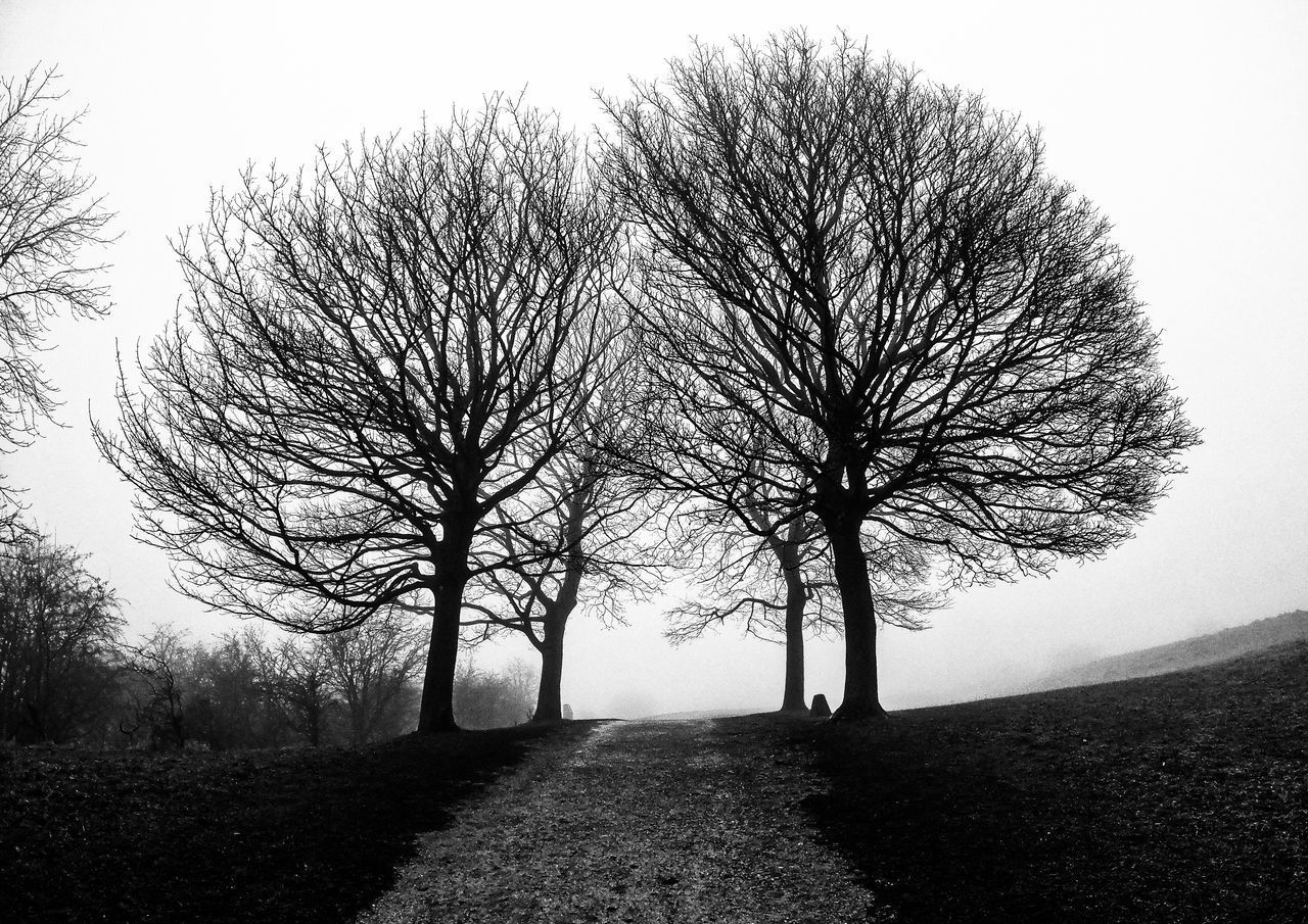 VIEW OF BARE TREES ON LANDSCAPE