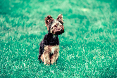 Portrait of a dog on grass