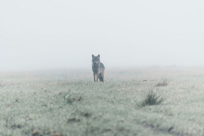 Grey wolf .misty autumn morning. wet grass