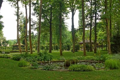 Trees growing in forest