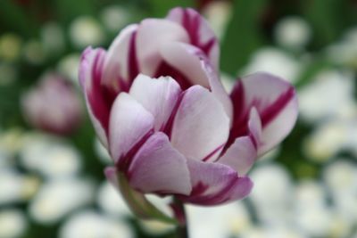 Close-up of pink flowers blooming outdoors