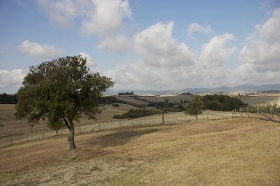 Trees on landscape against sky