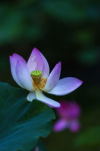 Close-up of purple water lily