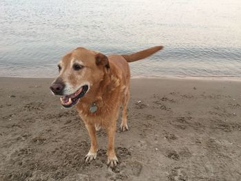 Dog standing on beach