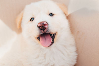 Close-up portrait of dog