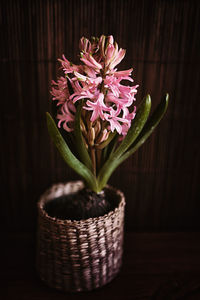 Close-up of pink flower in pot