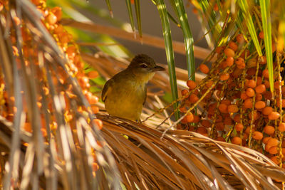 Close-up of bird perching on plant