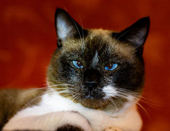 Close-up portrait of a cat