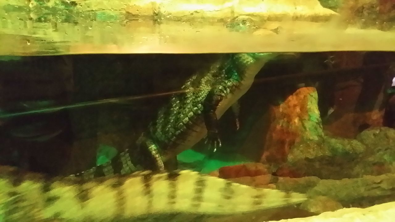 FISH IN AQUARIUM