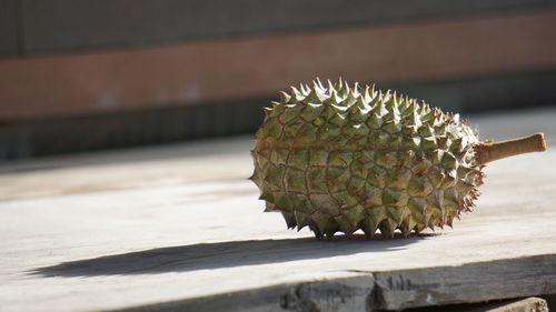 Close-up durian from my grandmother's garden