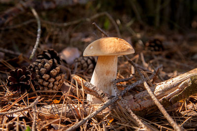 Close-up of mushrooms growing on field