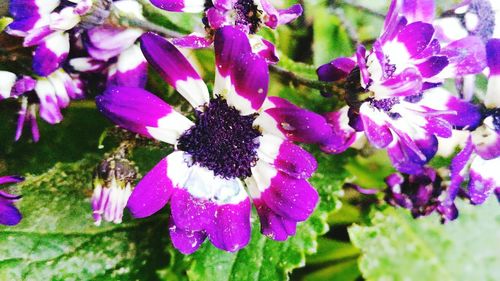 Close-up of purple flowers