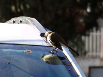 Close-up of bird perching on car