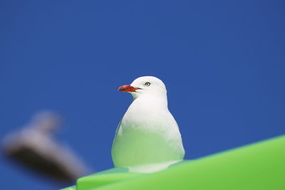 Low angle view of seagull perching on the sky