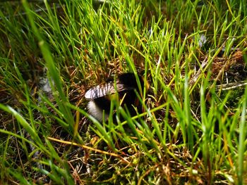 Close-up of butterfly on grass