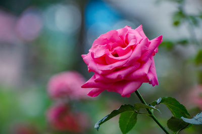 Close-up of pink rose