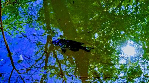 Low angle view of turtle swimming in lake