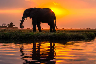 View of elephant in lake against sky during sunset