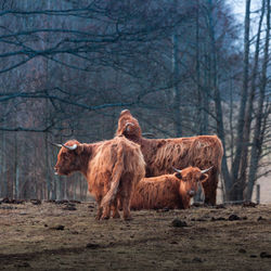 Gentle giants of spring. furry brown wild cow flock grazing in the field in northern europe