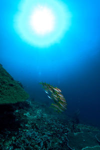 Fish swimming in sea