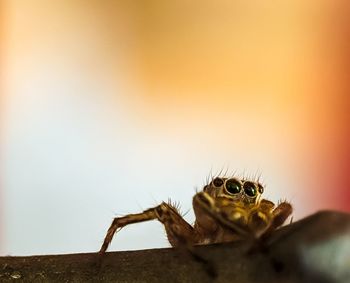 Close-up of spider