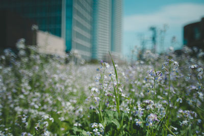 Flowers growing outdoors