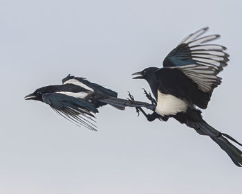 Low angle view of birds flying against clear sky