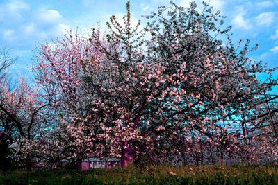 Close-up of flowers on tree