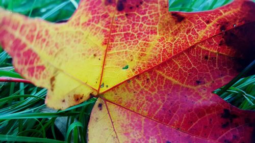 Close-up of multi colored leaf