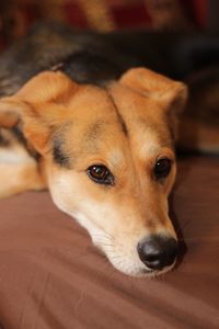 Close-up of dog looking away