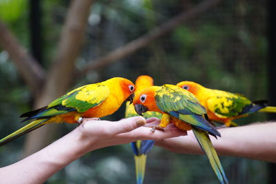 A group of sun parakeets perching on a hand holding a bird