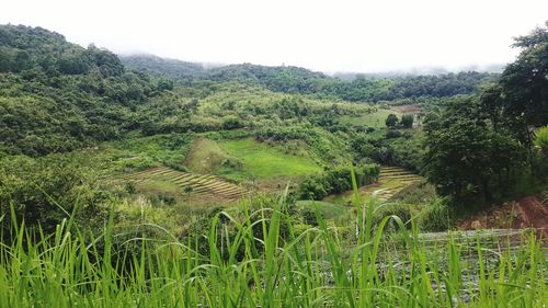 Scenic view of agricultural field against clear sky