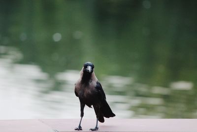 Bird perching on a railing