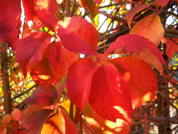 Low angle view of fruits on tree